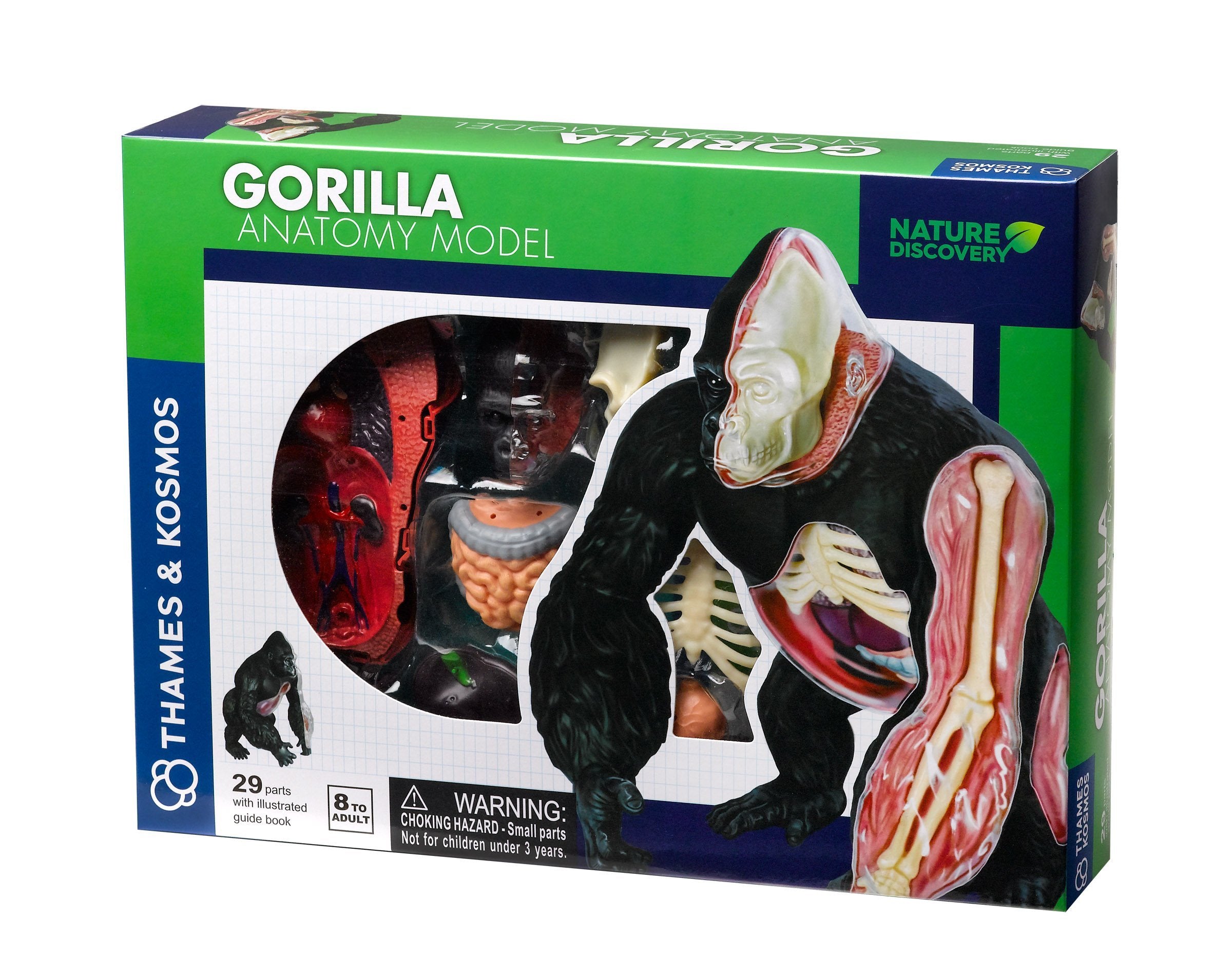 Thames and Kosmos - Animal Anatomy - Gorilla