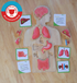 Qtoys - Anatomy Puzzle - Large Wooden Human Body