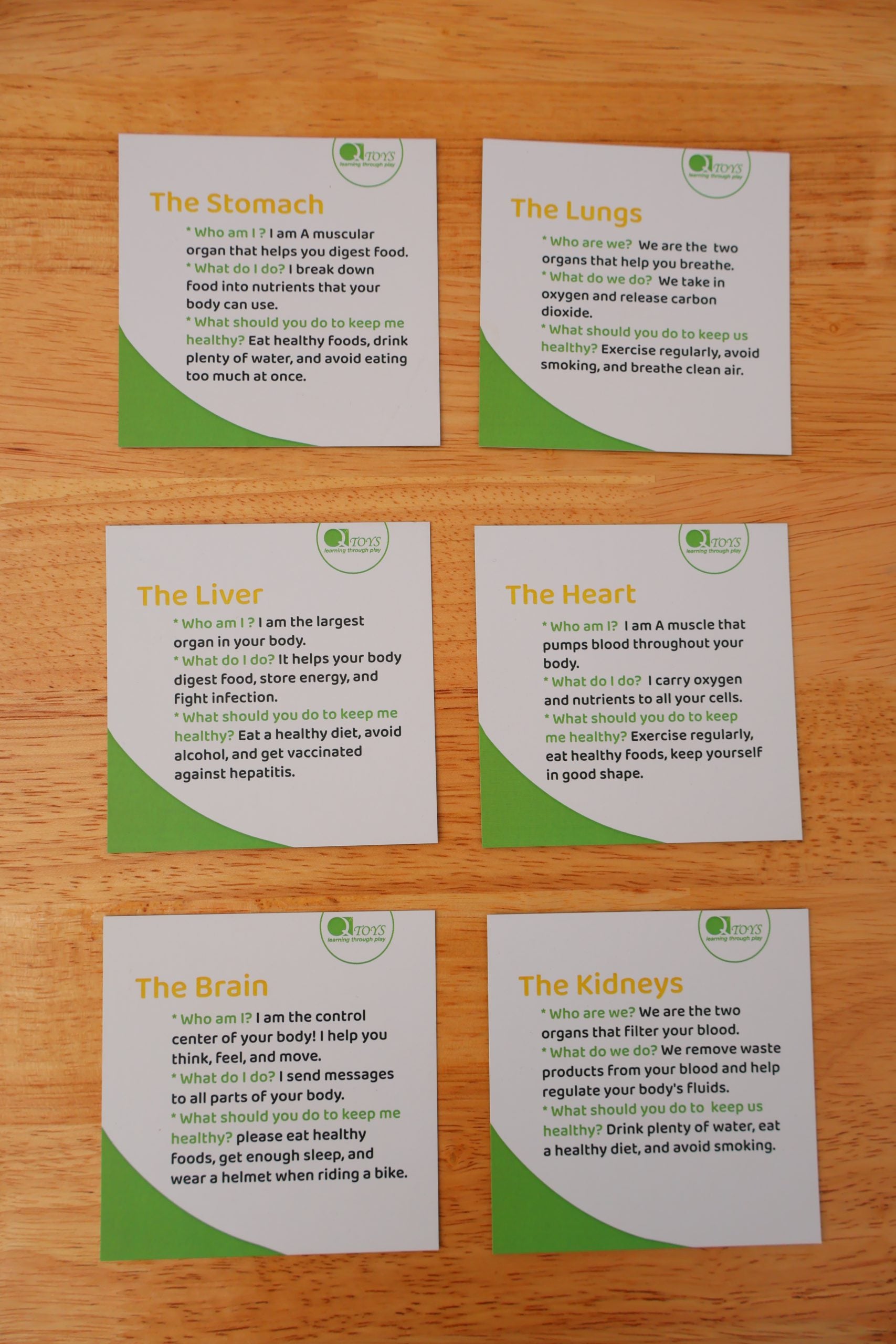 Qtoys - Anatomy Puzzle - Large Wooden Human Body