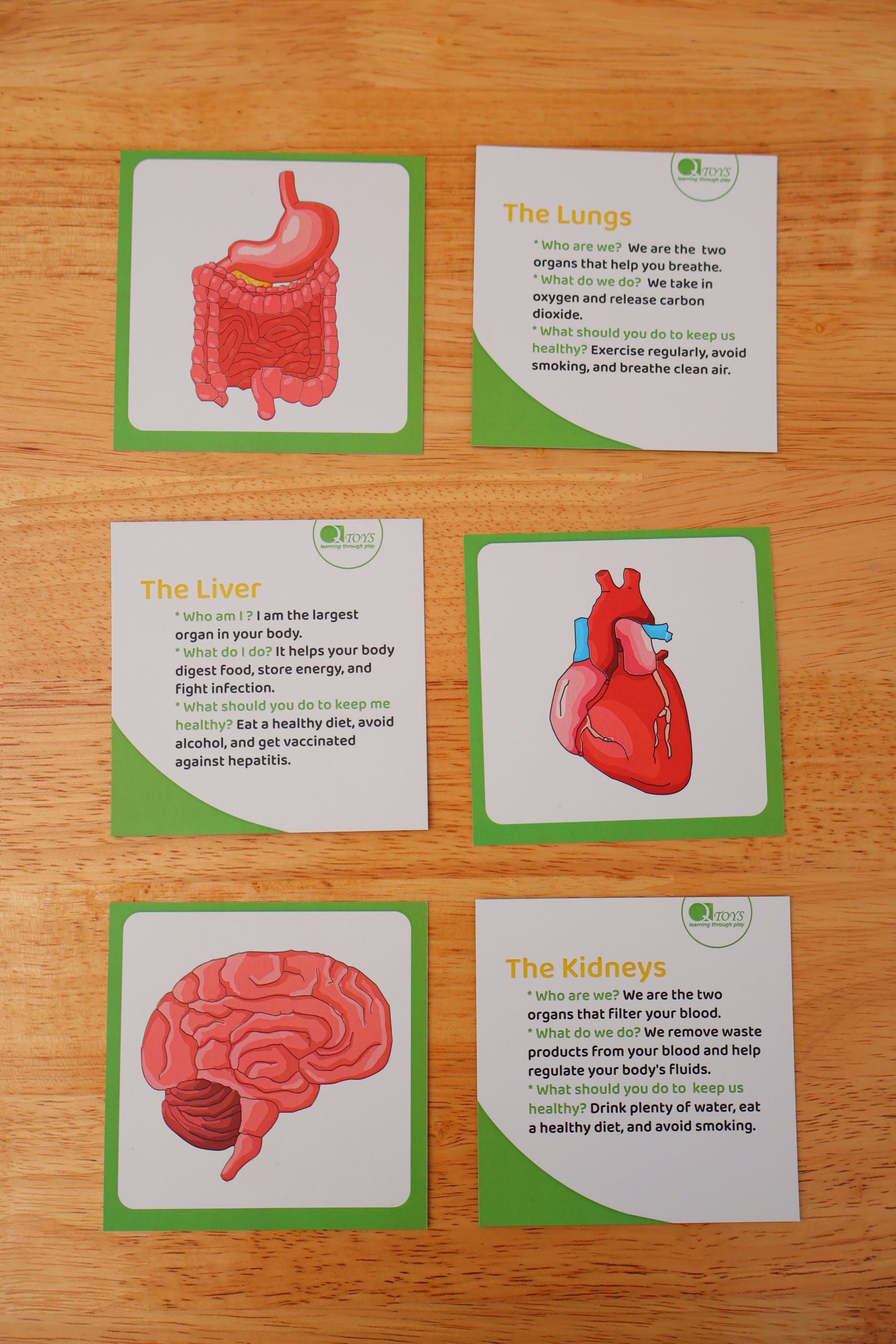 Qtoys - Anatomy Puzzle - Large Wooden Human Body