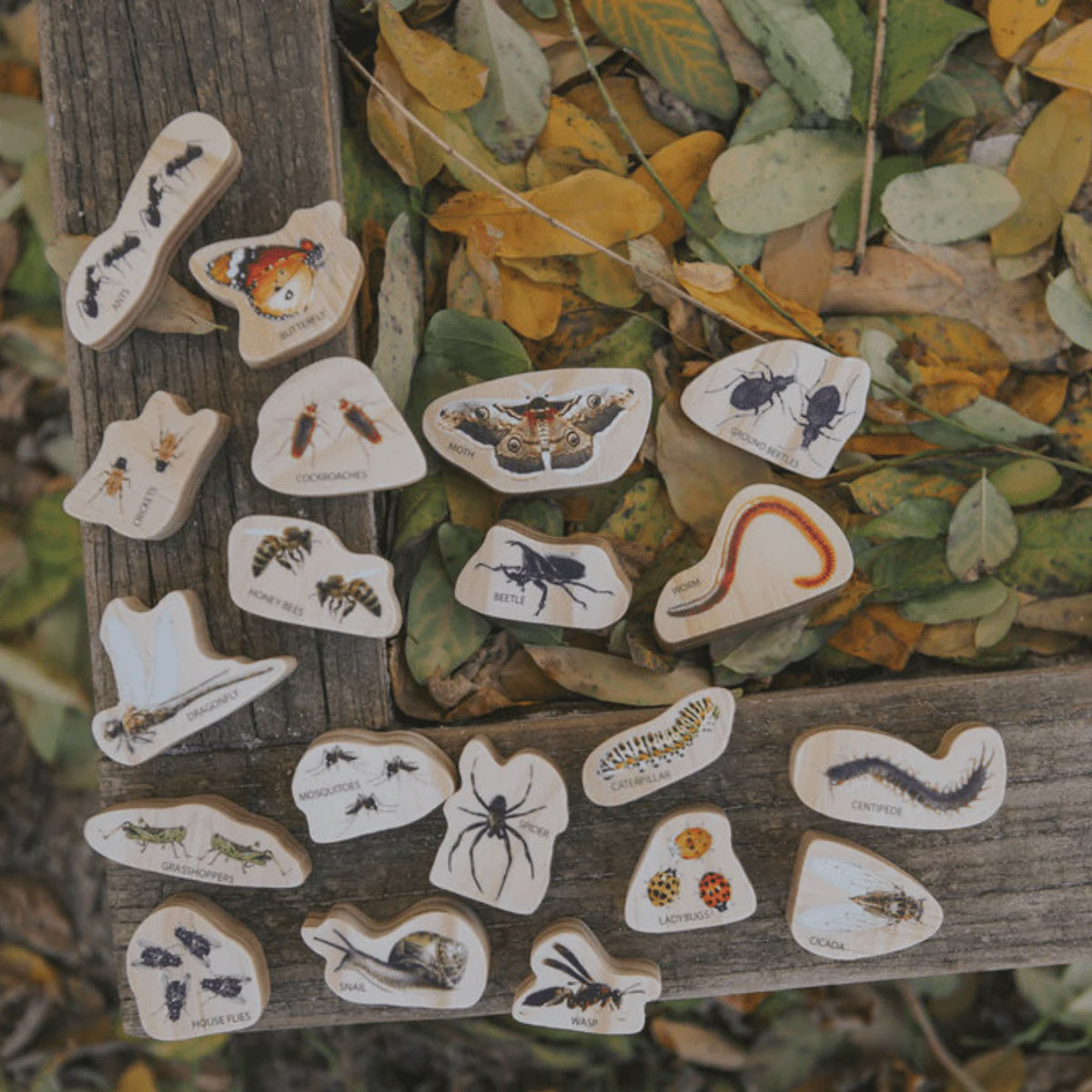 THE FRECKLED FROG - Minibeasts - Set of Critters