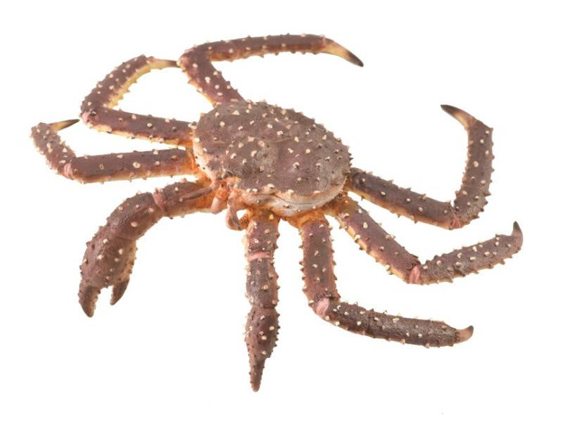 CollectA - Ocean - King Crab