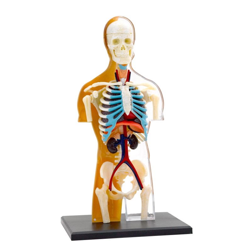 THAMES & KOSMOS Human Body - Anatomy Model 260830