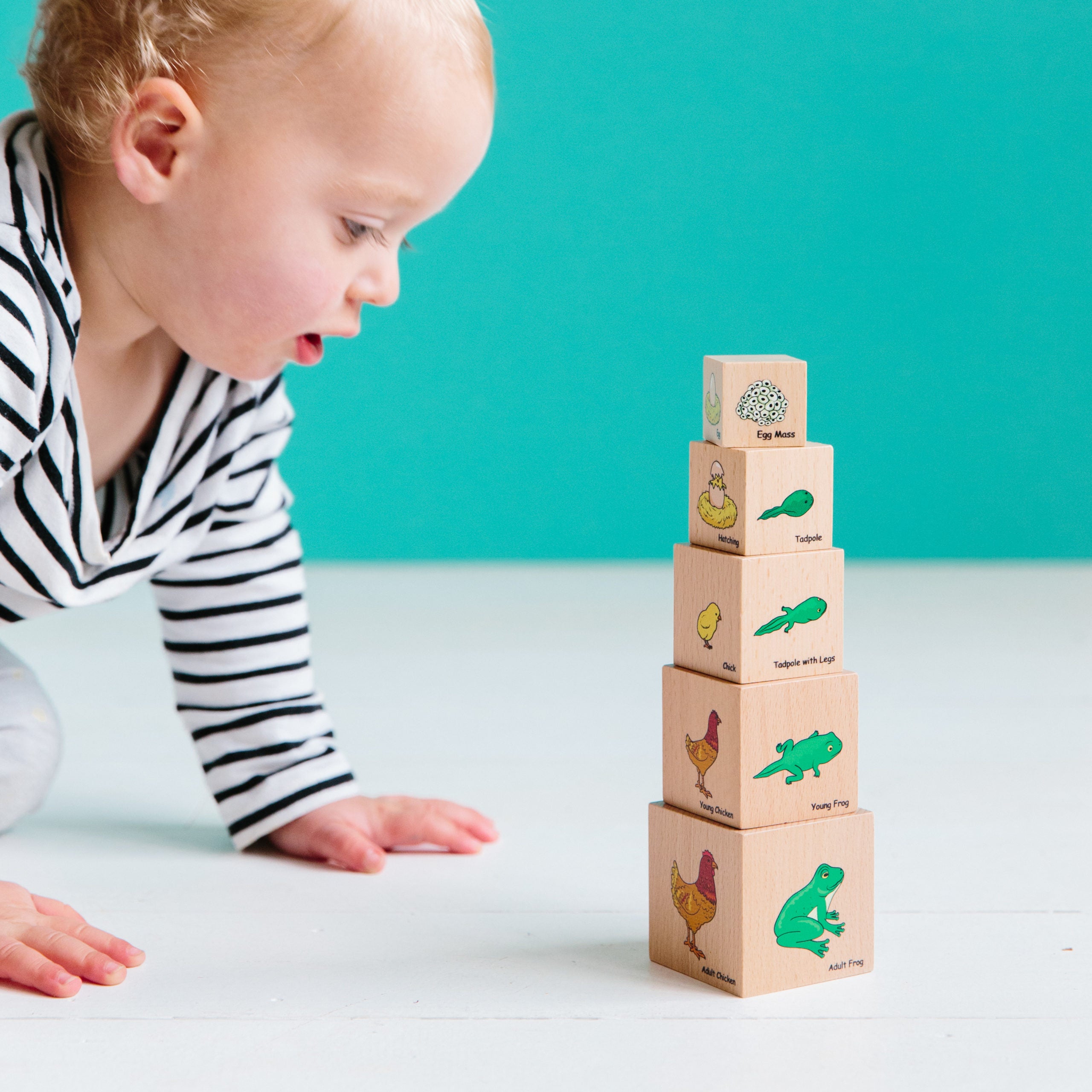 The Freckled Frog - Lifecycle Stacking Blocks  - Wooden