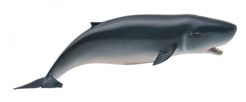 CollectA - Ocean - Pygmy Sperm Whale