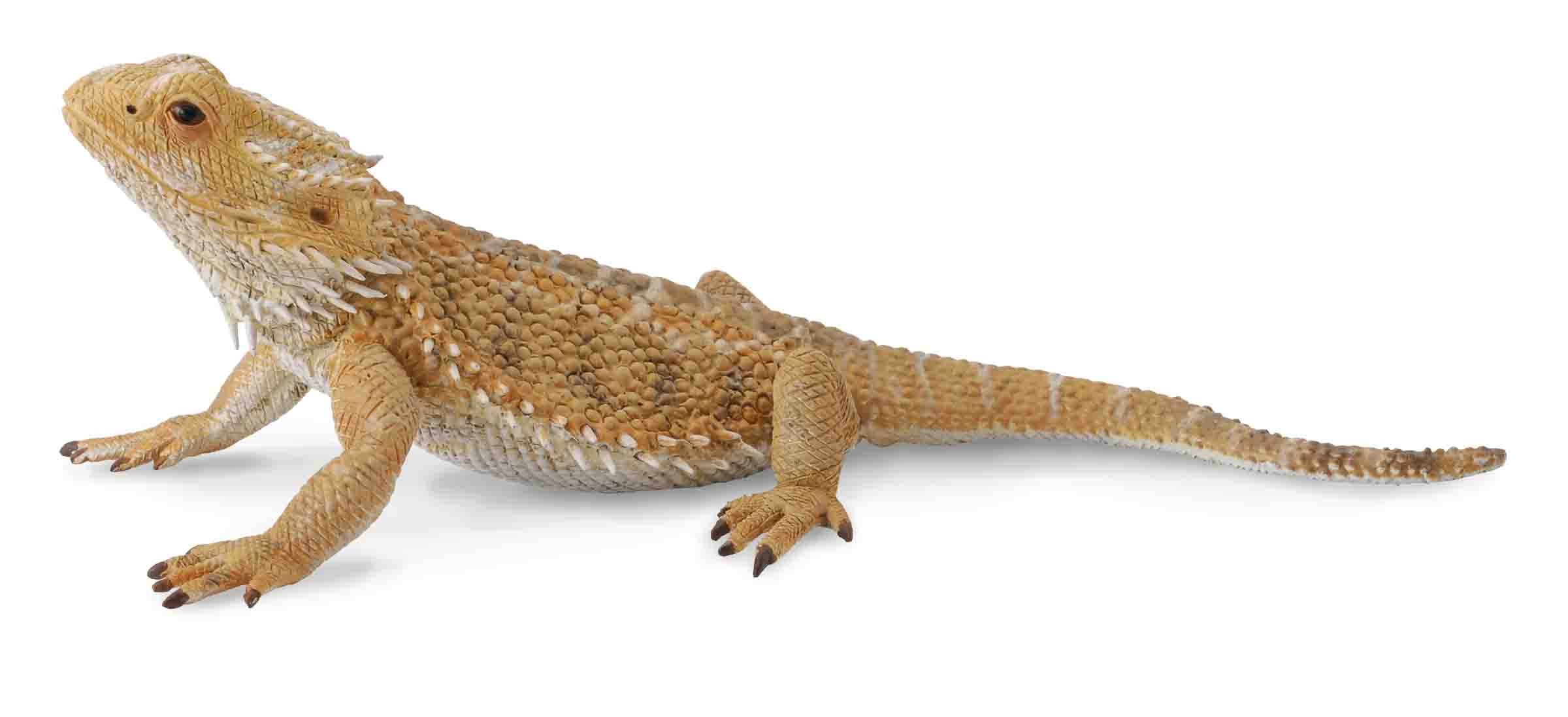 CollectA - Wildlife - Bearded Dragon Lizard