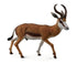 CollectA - Wildlife - Springbok
