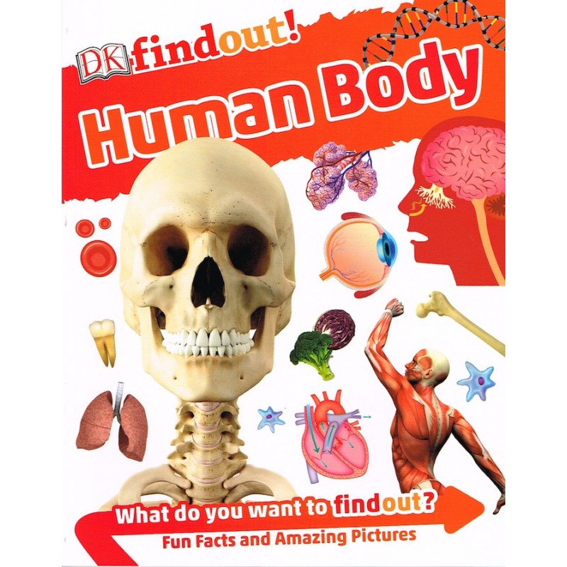 DK Find Out More! Human Body