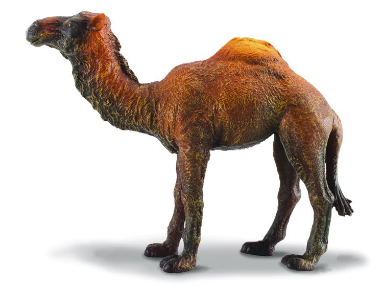 CollectA - Wildlife -  Dromedary Camel