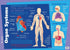 Gillian Miles - Human Body Major Organs - Wall Chart