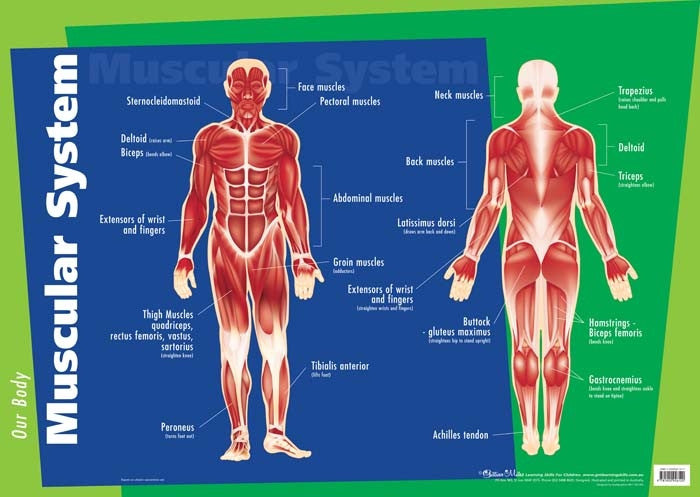 Gillian Miles - Human Body Muscular System - Wall Chart