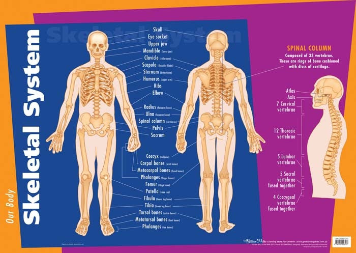 Gillian Miles - Human Body Skeletal System - Wall Chart