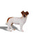 CollectA - Dog - Jack Russell Terrier