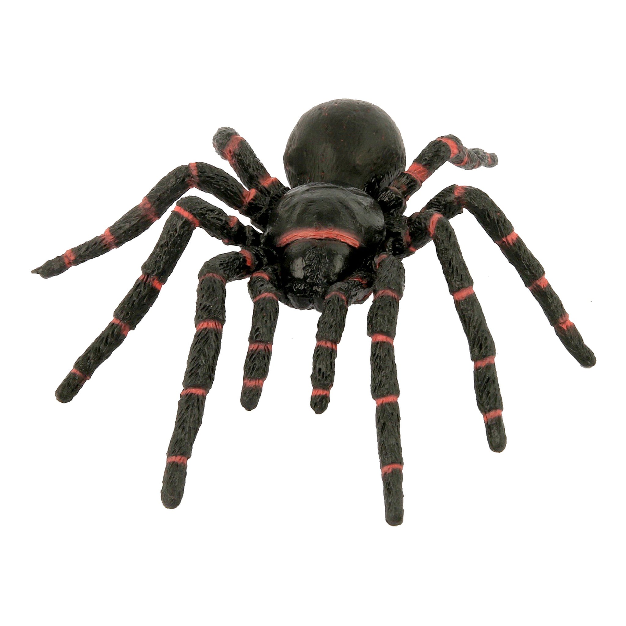 Animals of Australia - Small Funnel Web Spider