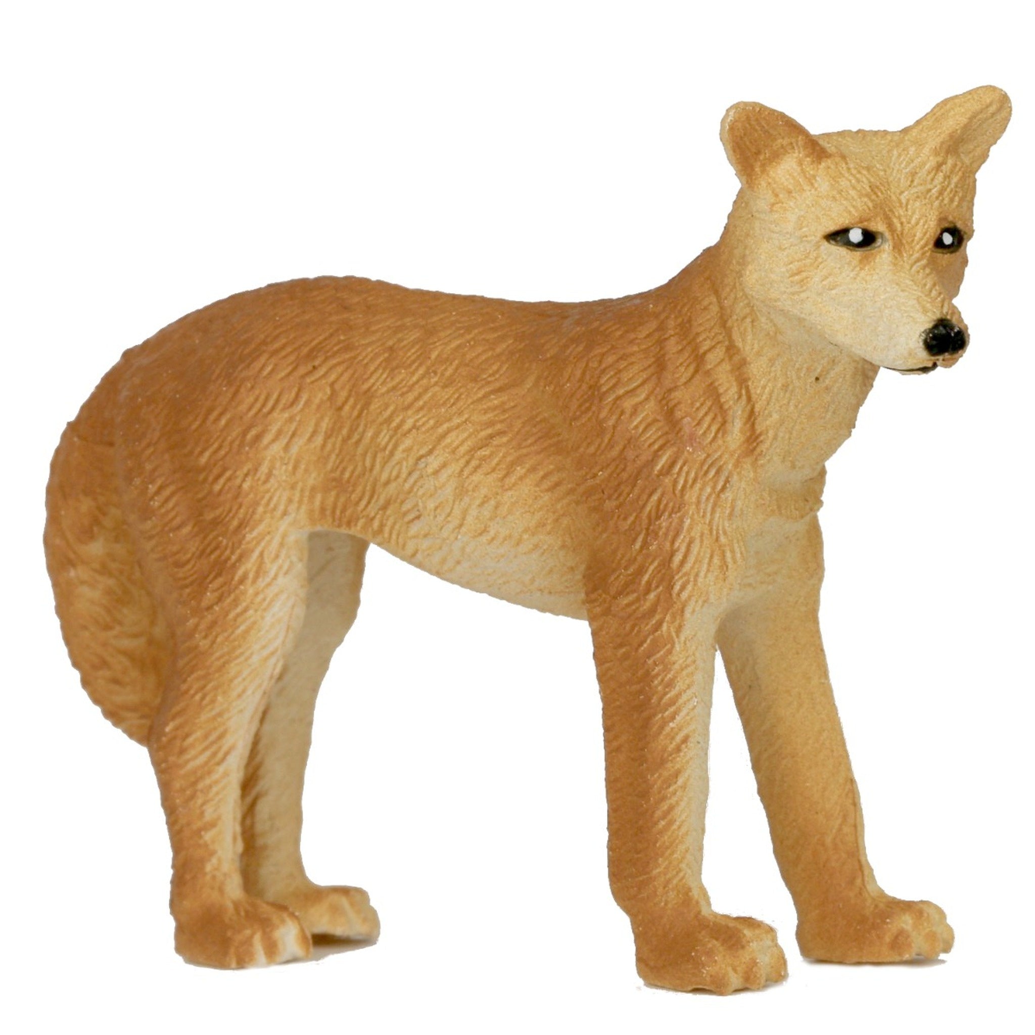 Animals of Australia - Small Dingo
