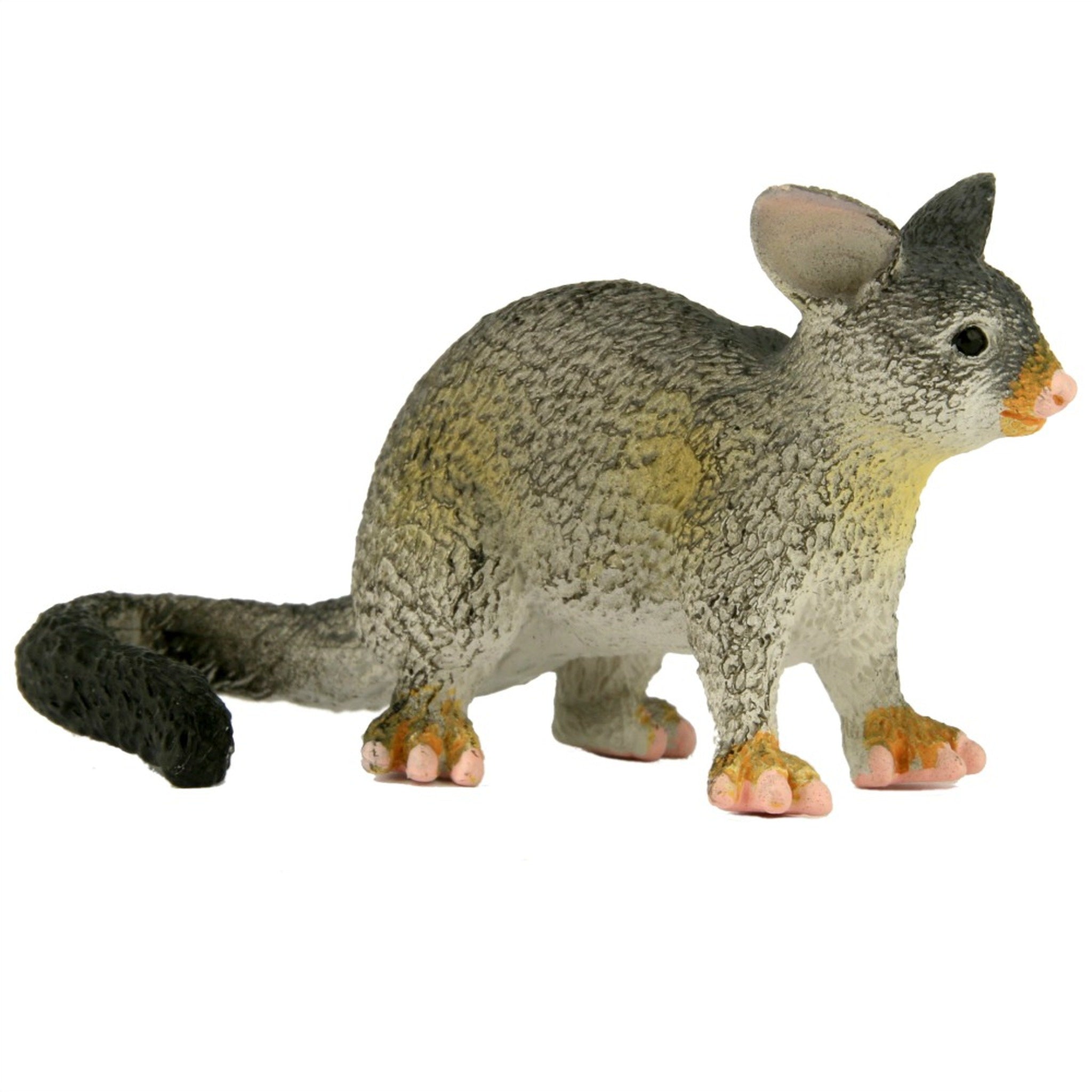 Animals of Australia - Small Possum
