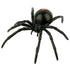 Animals of Australia - Small Redback Spider