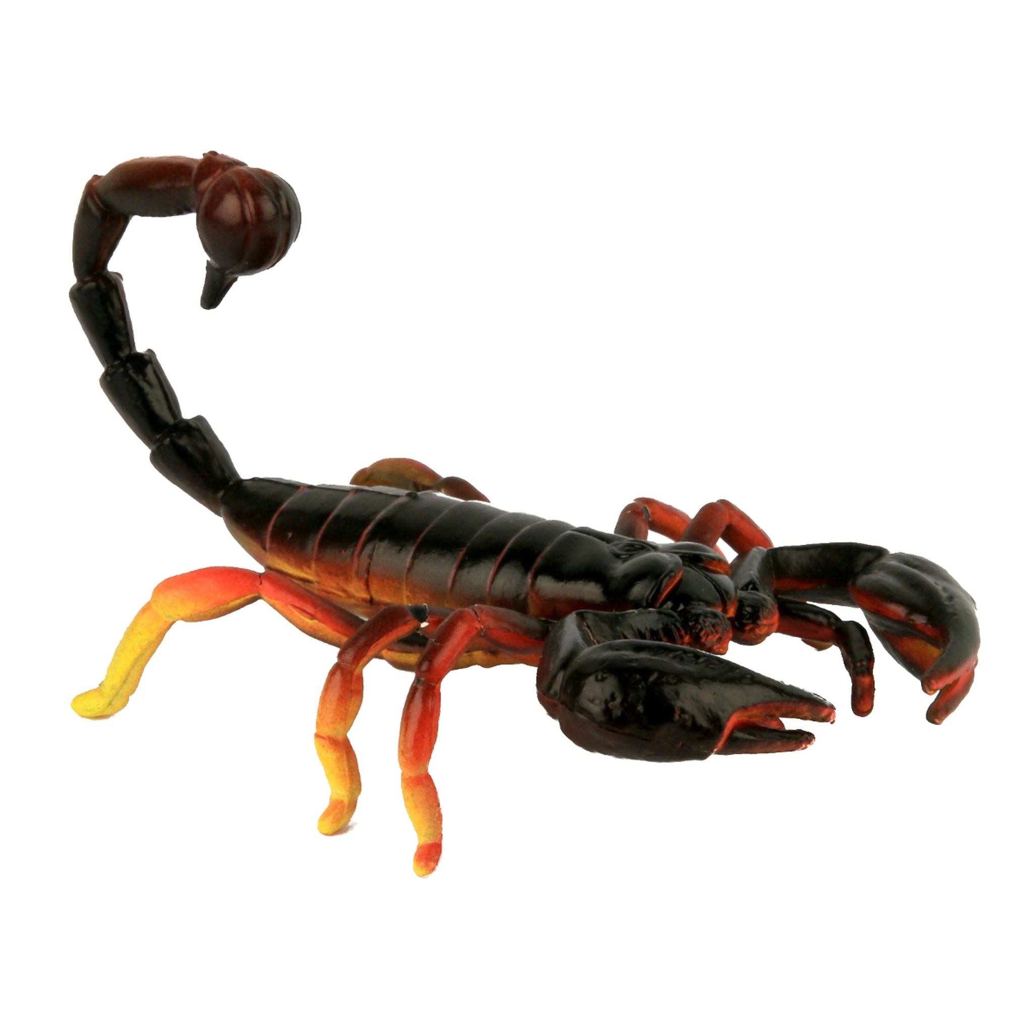 Animals of Australia - Small Scorpion