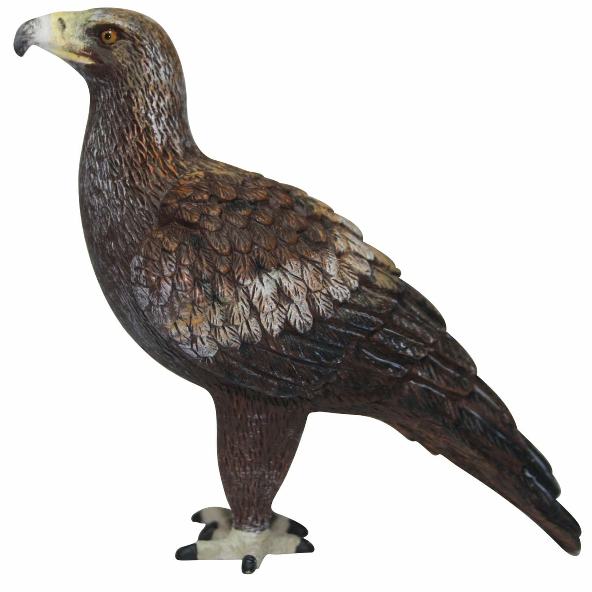 Animals of Australia - Small Wedge-Tail Eagle