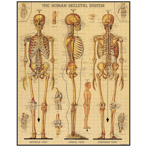 Cavallini Vintage Puzzle - Skeletal System - 1000 Piece