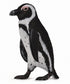 CollectA - Ocean - South African Penguin