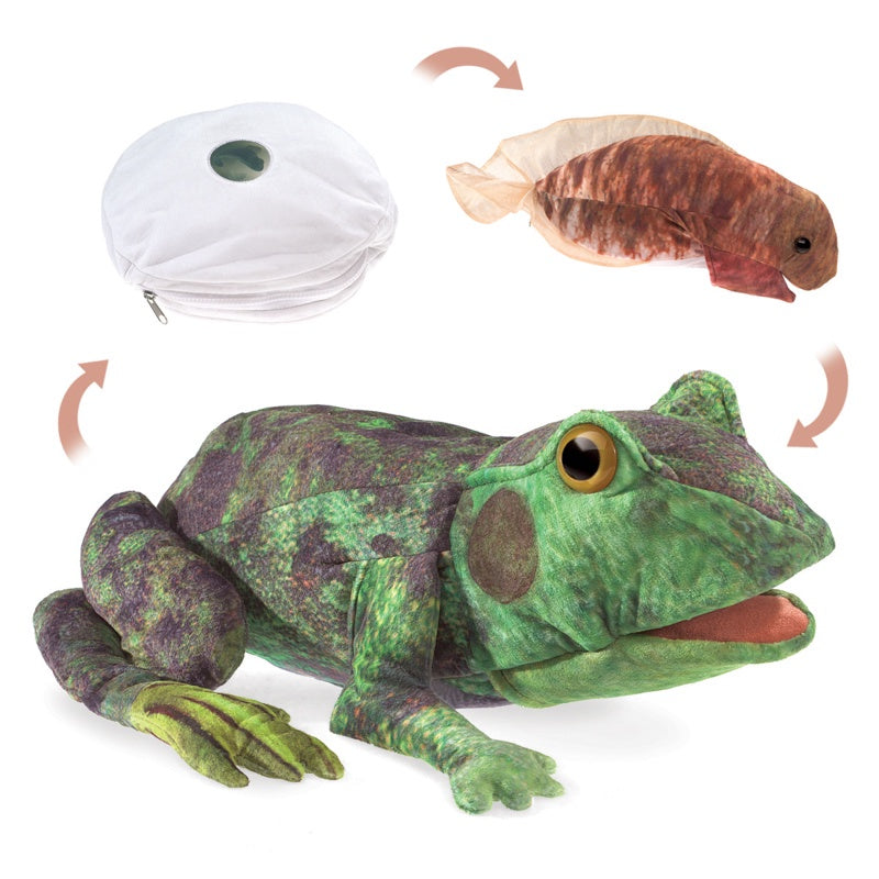 FOLKMANIS  Life Cycle Puppet -  Frog