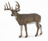 CollectA - Wildlife - White-Tailed Deer
