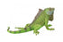 CollectA - Australian - Iguana
