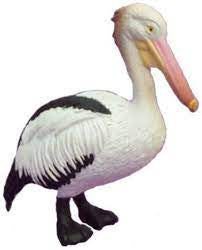 Animals of Australia - Small Pelican