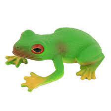 Animals of Australia - Small Red-eyed Green Tree Frog
