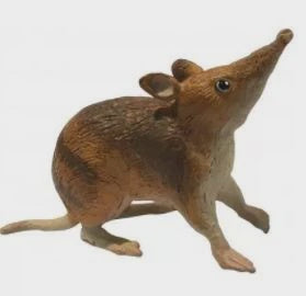 Animals of Australia - Small Bandicoot