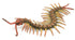 CollectA - Insects & Spiders - Centipede