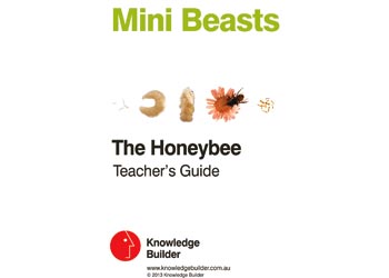 Knowledge Builder - Honey Bee Life Cycle - Mini Beasts