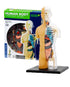 THAMES & KOSMOS Human Body - Anatomy Model 260830