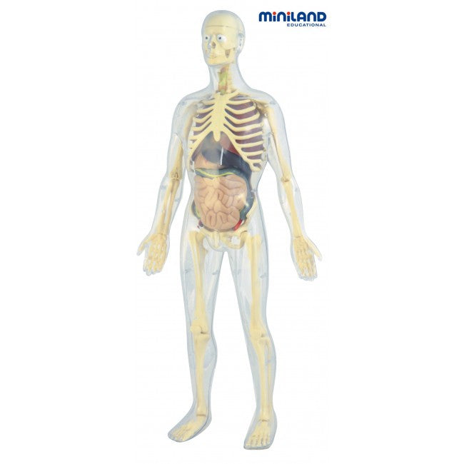MINILAND EDUCATIONAL Science Human Anatomy & Skeleton