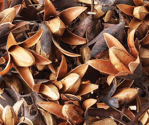 Loose Parts -Dried Seedless Flower Pods 50g